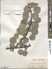 Cercidiphyllum japonicum image