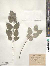 Cercidiphyllum japonicum image