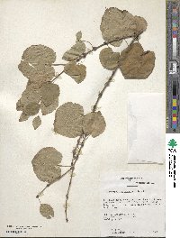 Cercidiphyllum japonicum image