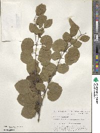 Cercidiphyllum japonicum image