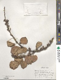 Cercidiphyllum japonicum image