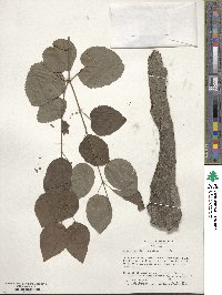 Cercidiphyllum japonicum image