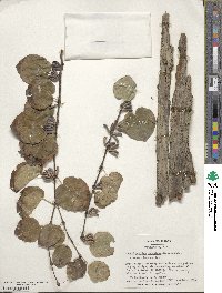 Cercidiphyllum japonicum image