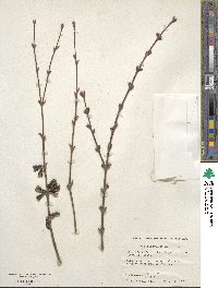 Cercidiphyllum japonicum image