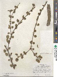 Cercidiphyllum japonicum image