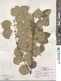 Cercidiphyllum japonicum image