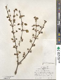 Cercidiphyllum japonicum image