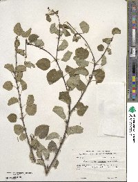 Cercidiphyllum japonicum image