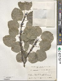 Cercidiphyllum japonicum image