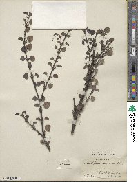 Cercidiphyllum japonicum image