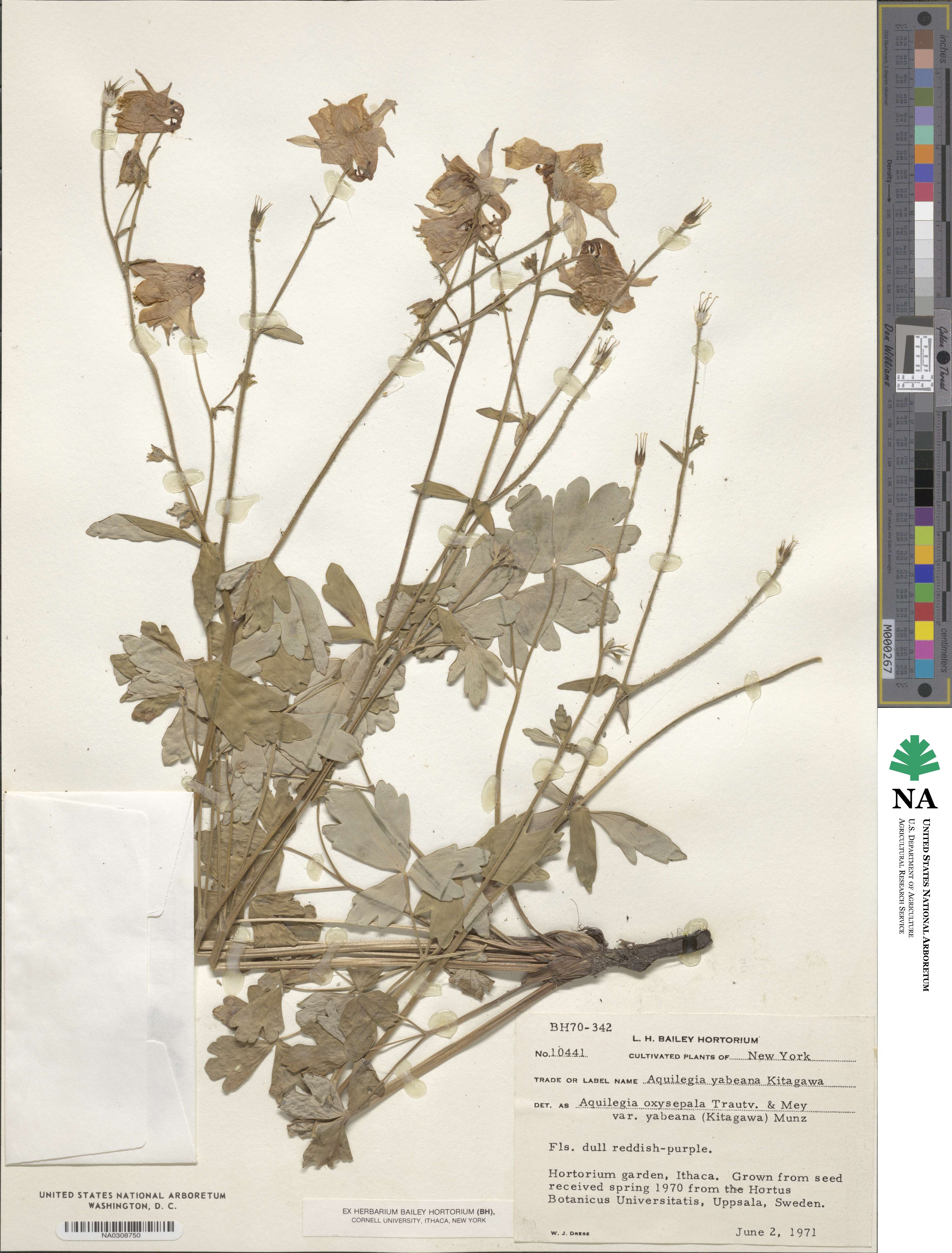Aquilegia yabeana image