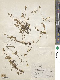 Ranunculus flagelliformis image