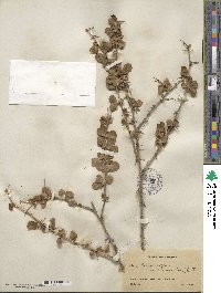 Berberis vulgaris image