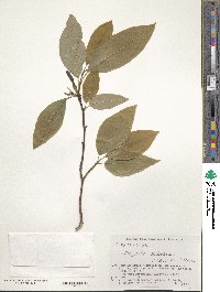 Magnolia salicifolia image