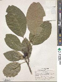 Magnolia acuminata image