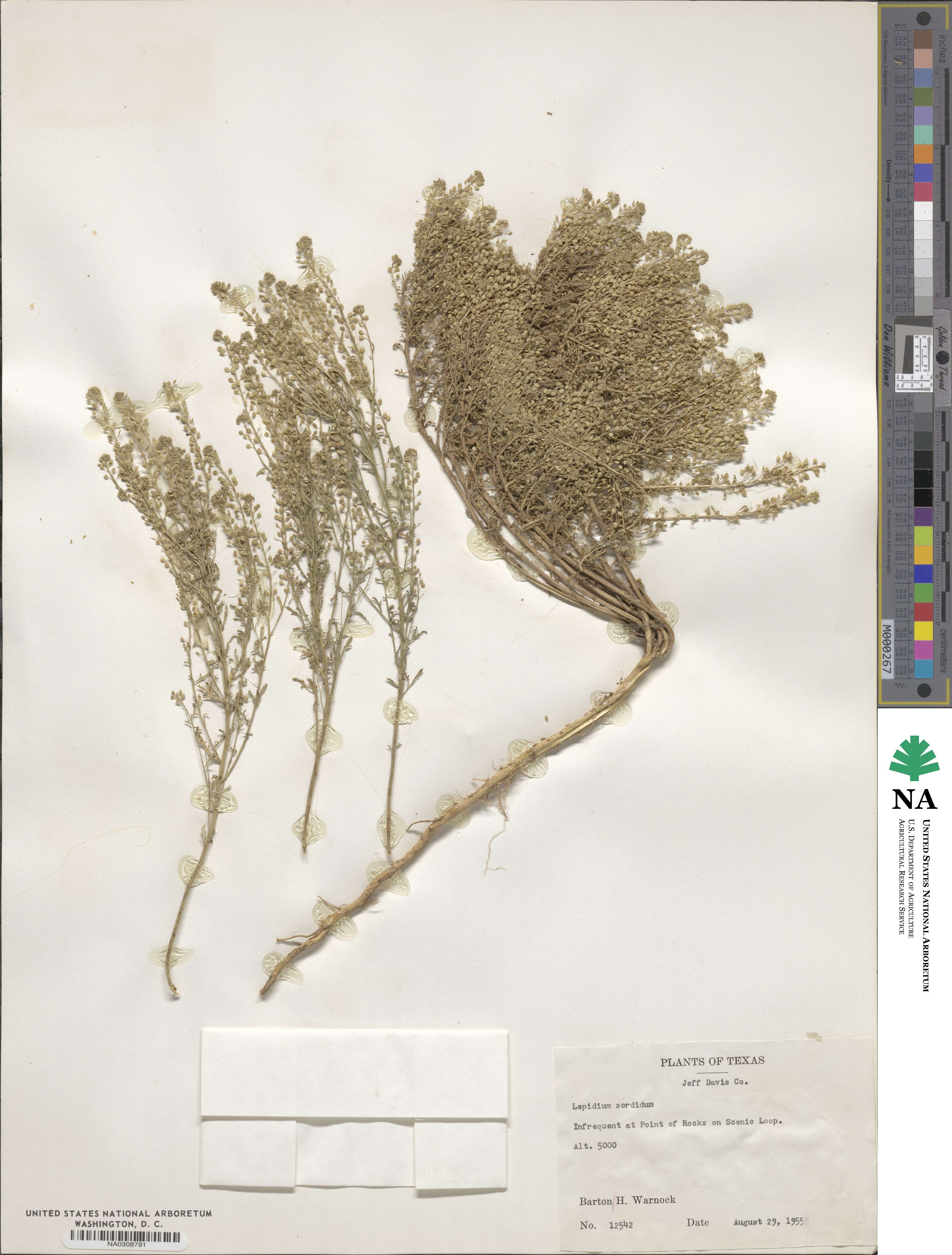 Lepidium sordidum image