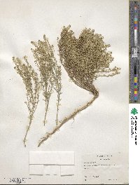 Lepidium sordidum image