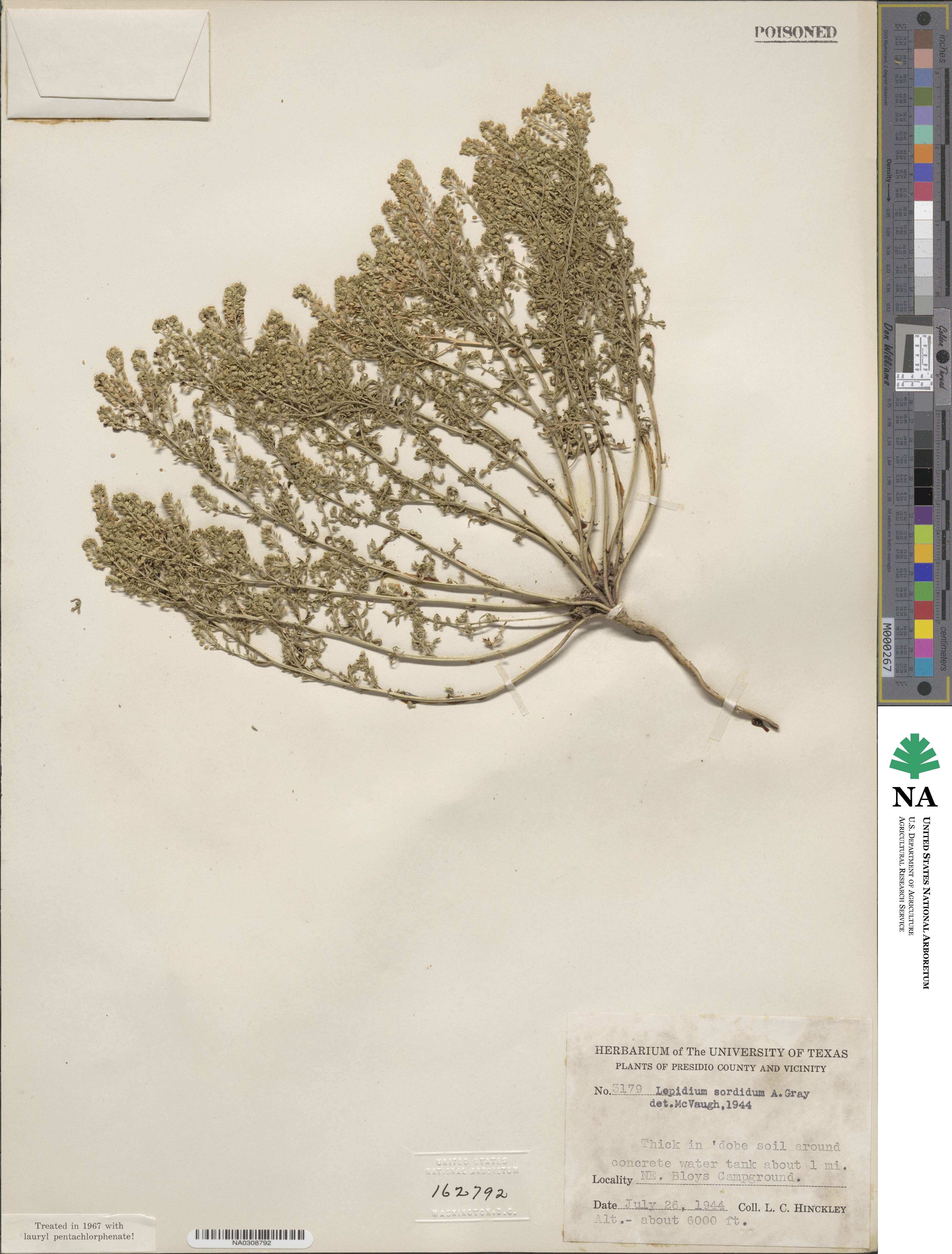 Lepidium sordidum image