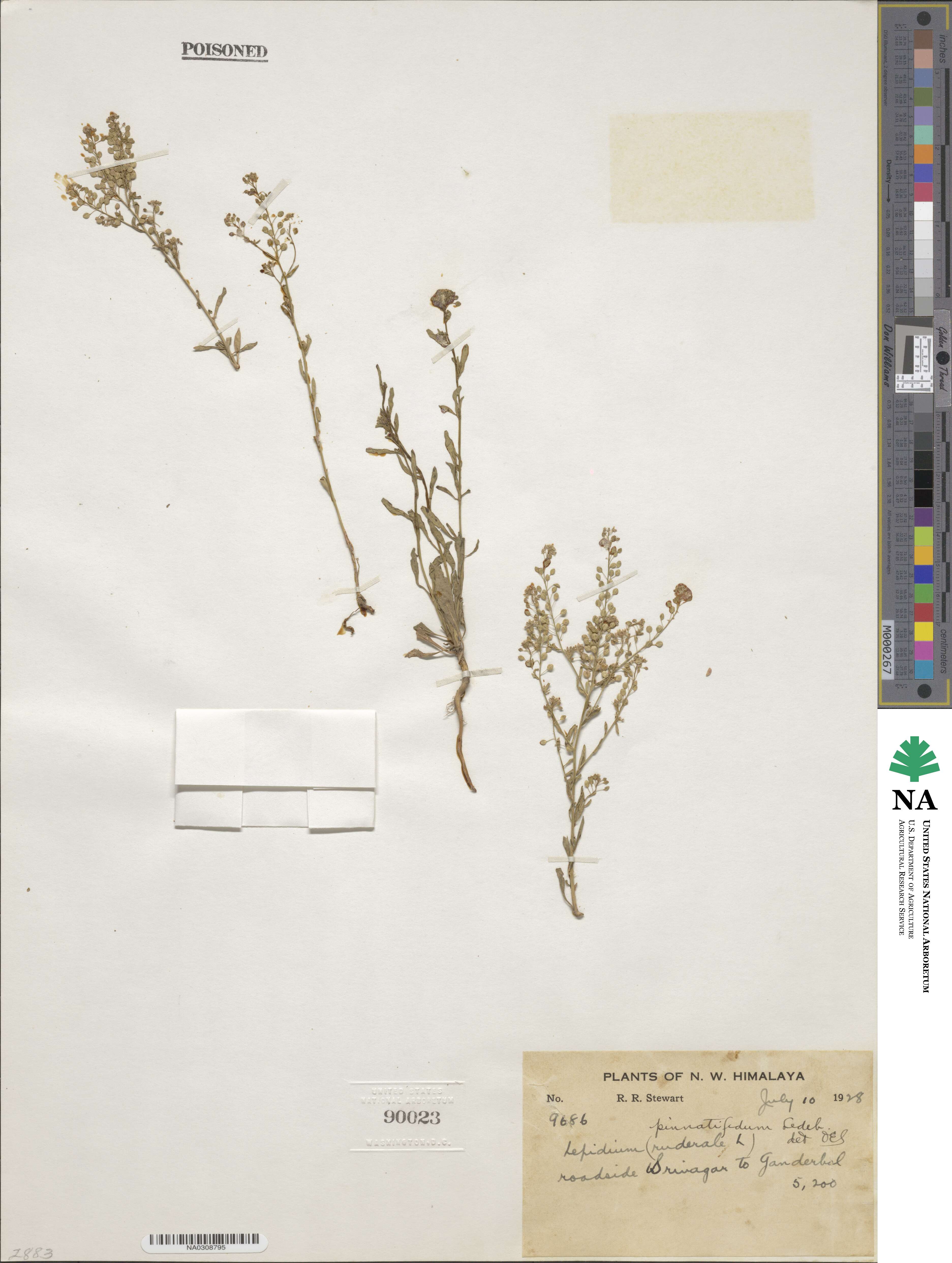 Lepidium pinnatifidum image