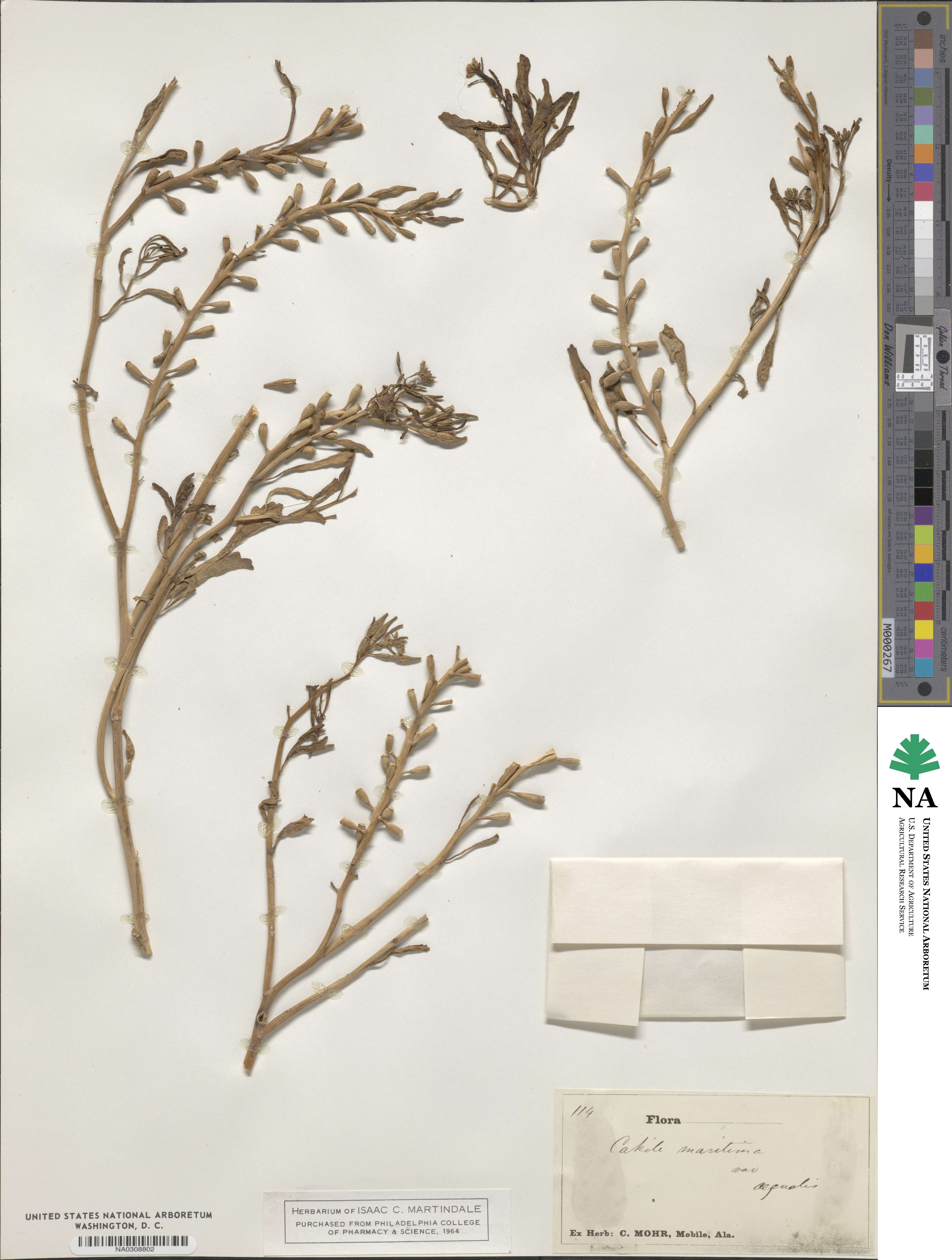 Cakile maritima var. aequalis image