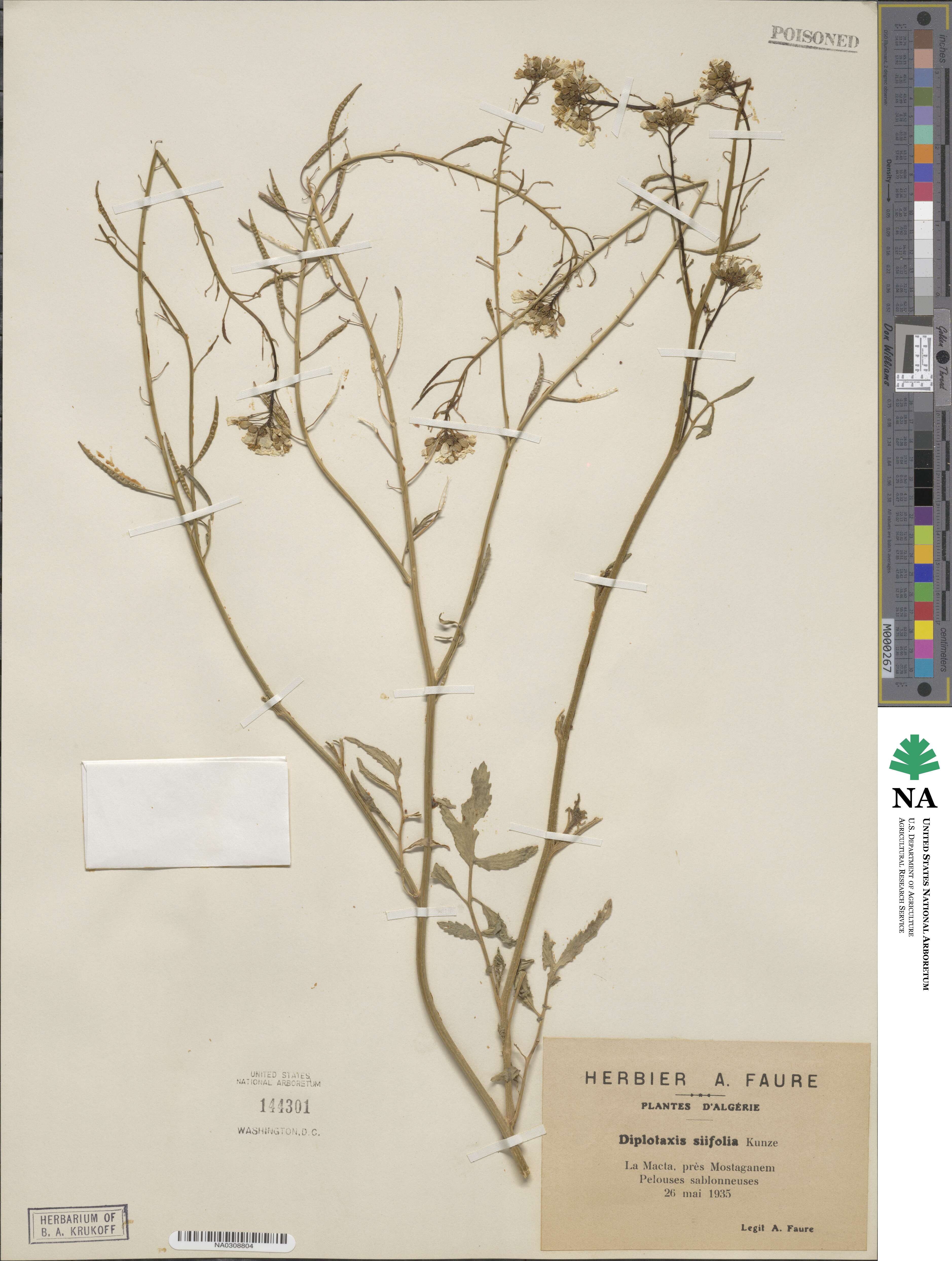 Diplotaxis siifolia image