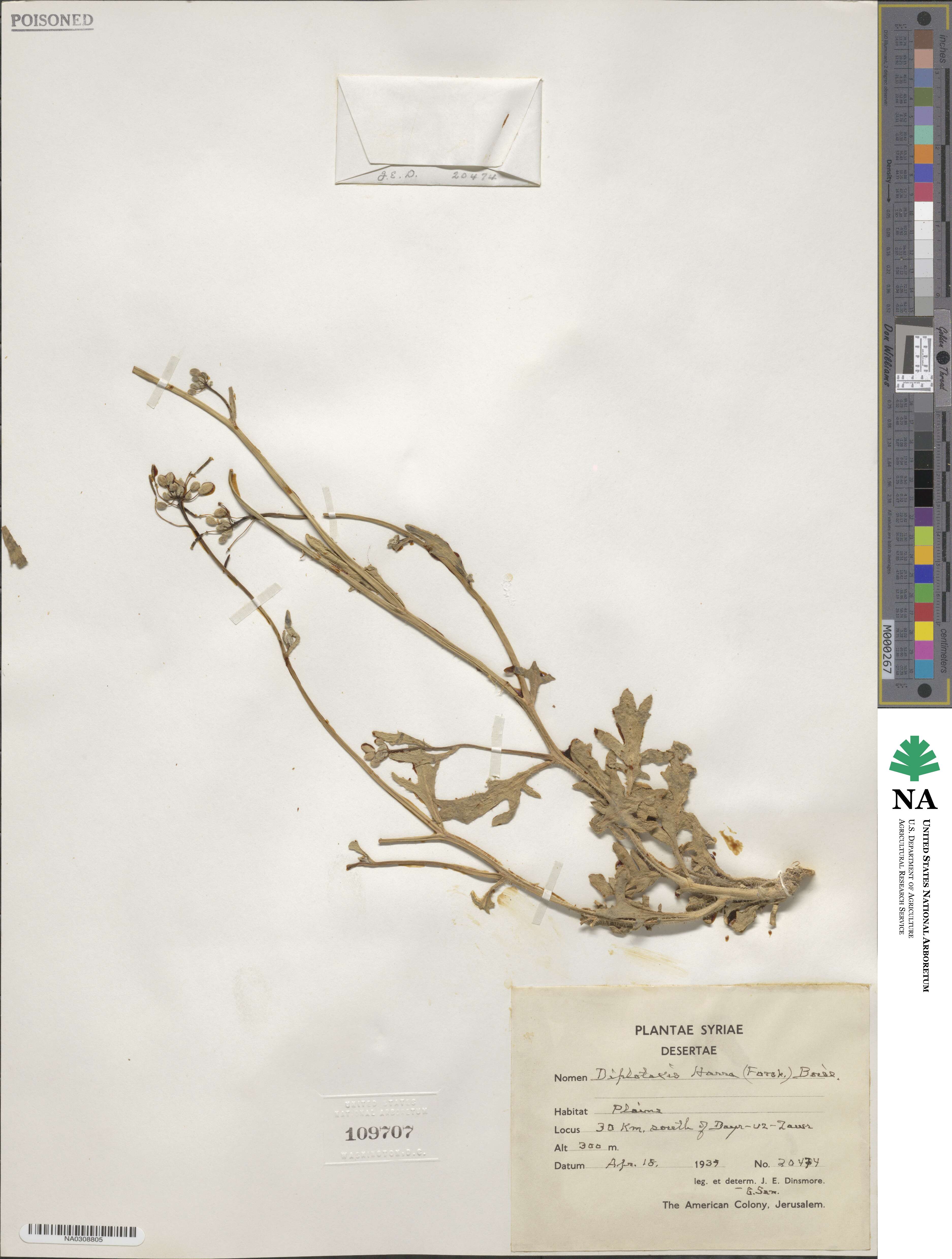 Diplotaxis harra image