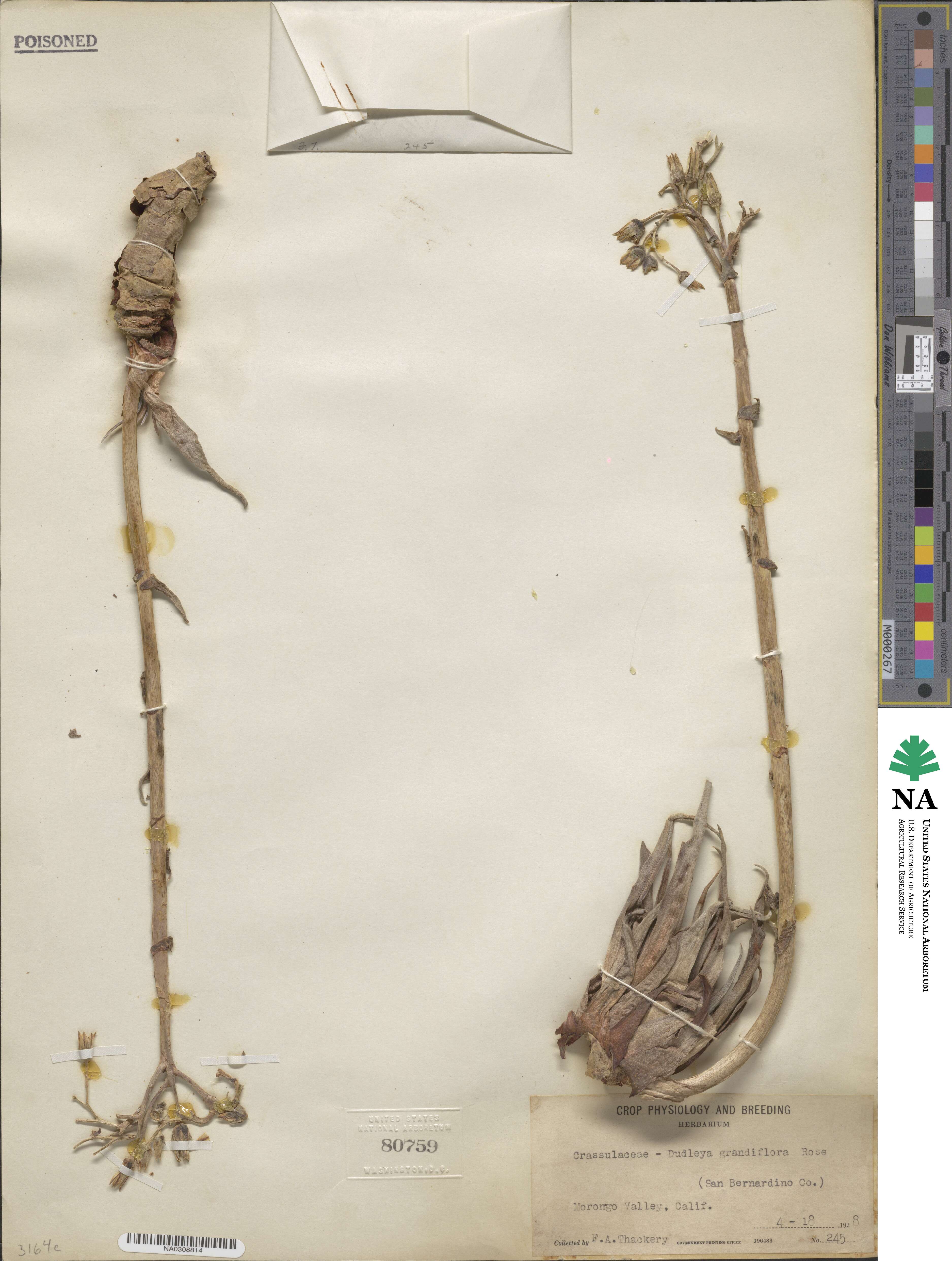 Dudleya saxosa subsp. aloides image