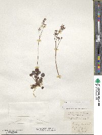 Saxifraga hirsuta image