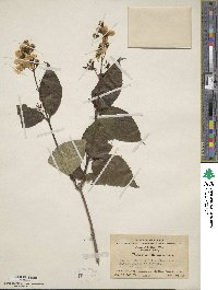 Philadelphus delavayi image