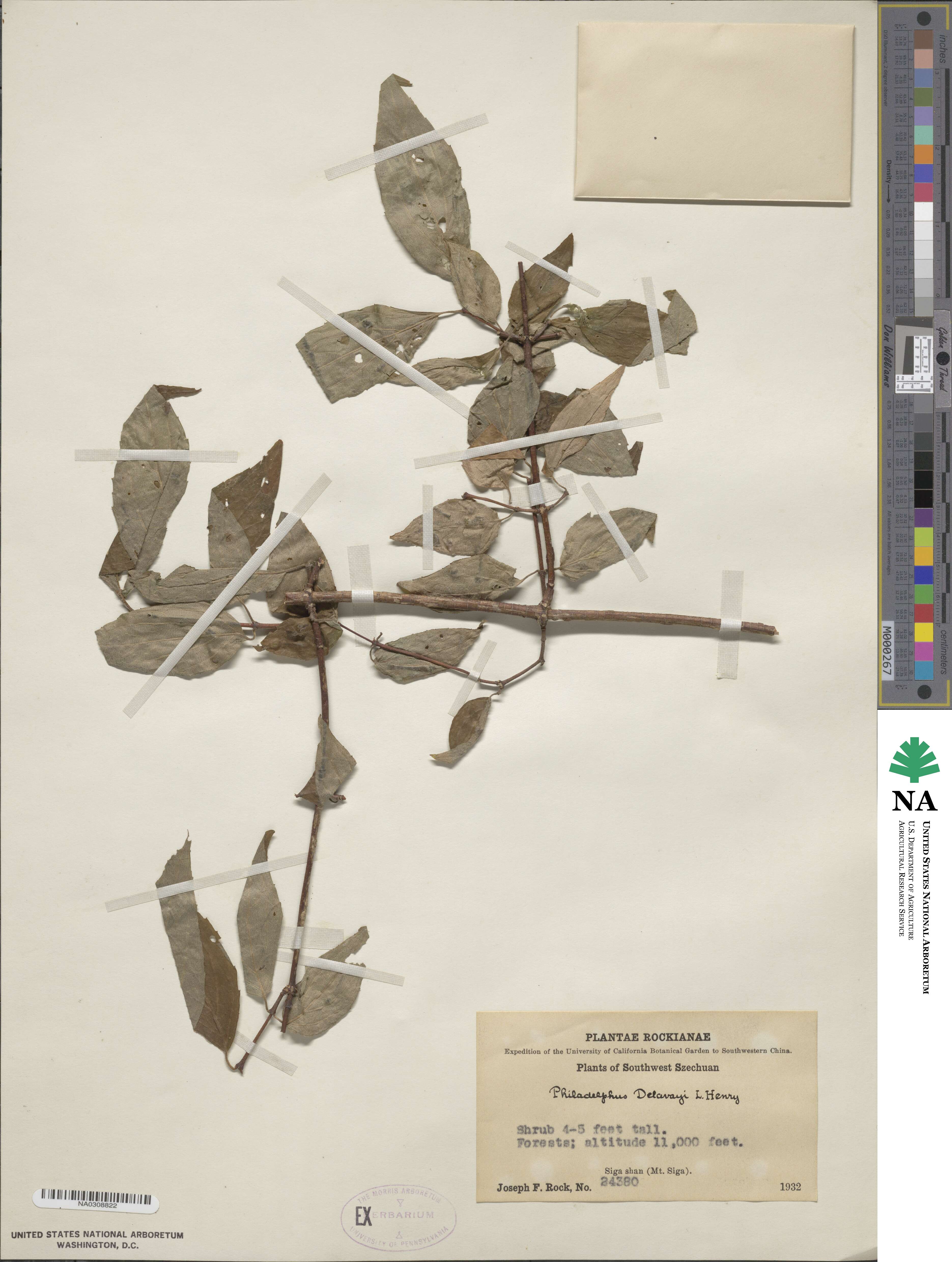 Philadelphus delavayi image