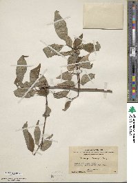 Philadelphus delavayi image