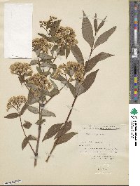 Image of Deutzia maximowicziana