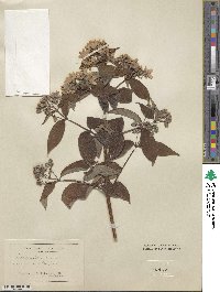 Deutzia schneideriana var. laxiflora image