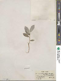 Salix myricoides image