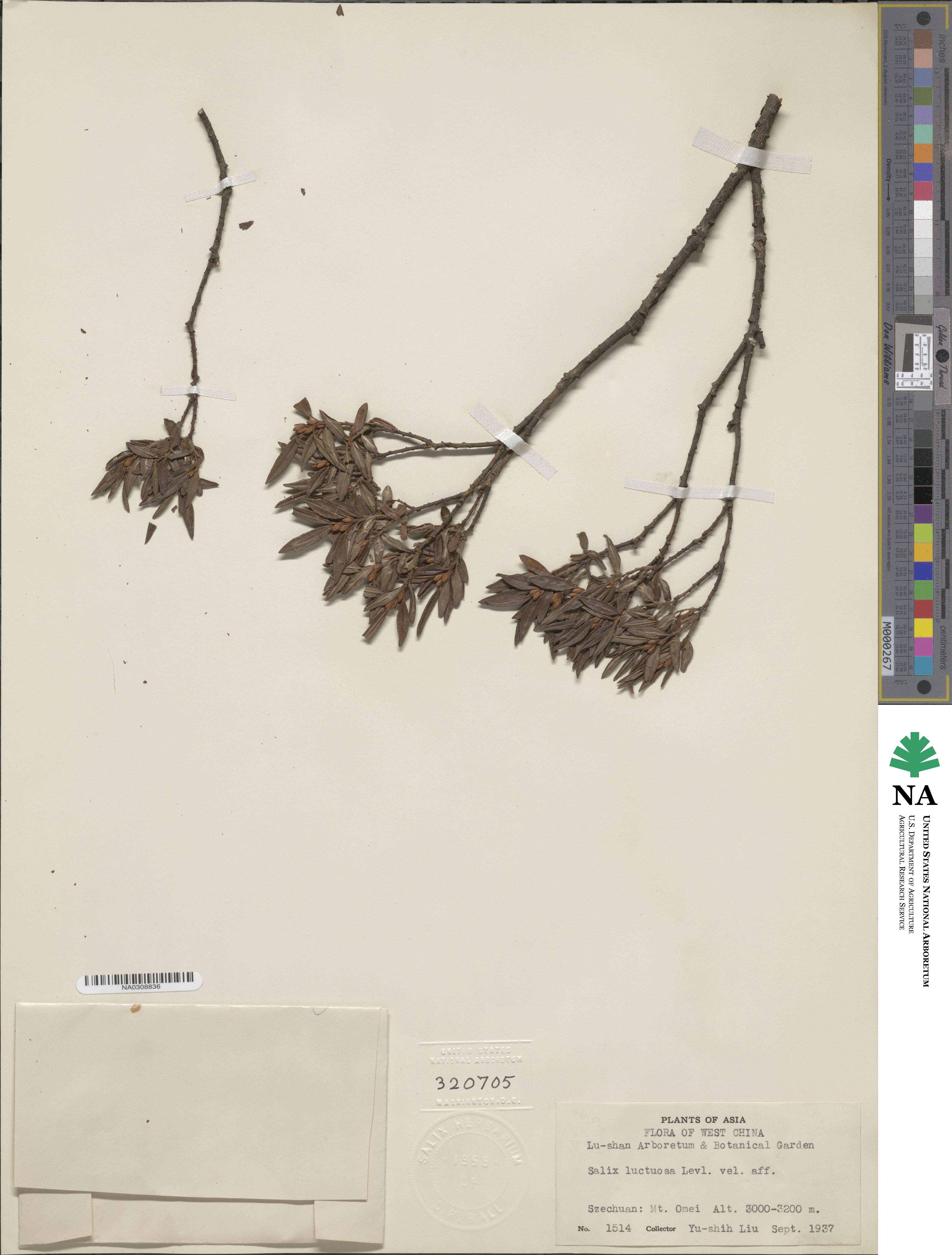Salix luctuosa image