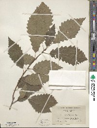 Quercus muehlenbergii image