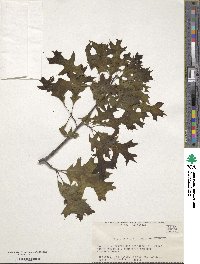 Quercus coccinea image