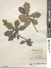 Quercus robur image