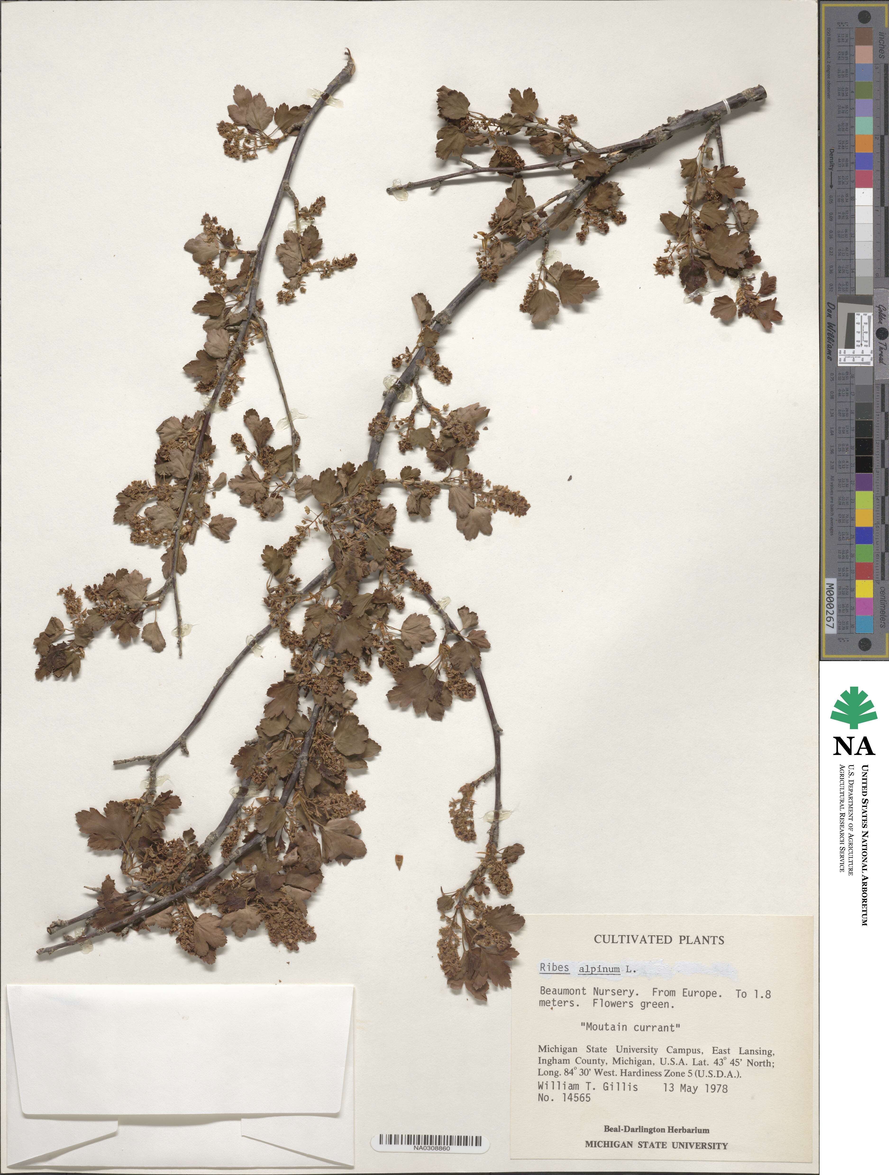 Ribes alpinum image