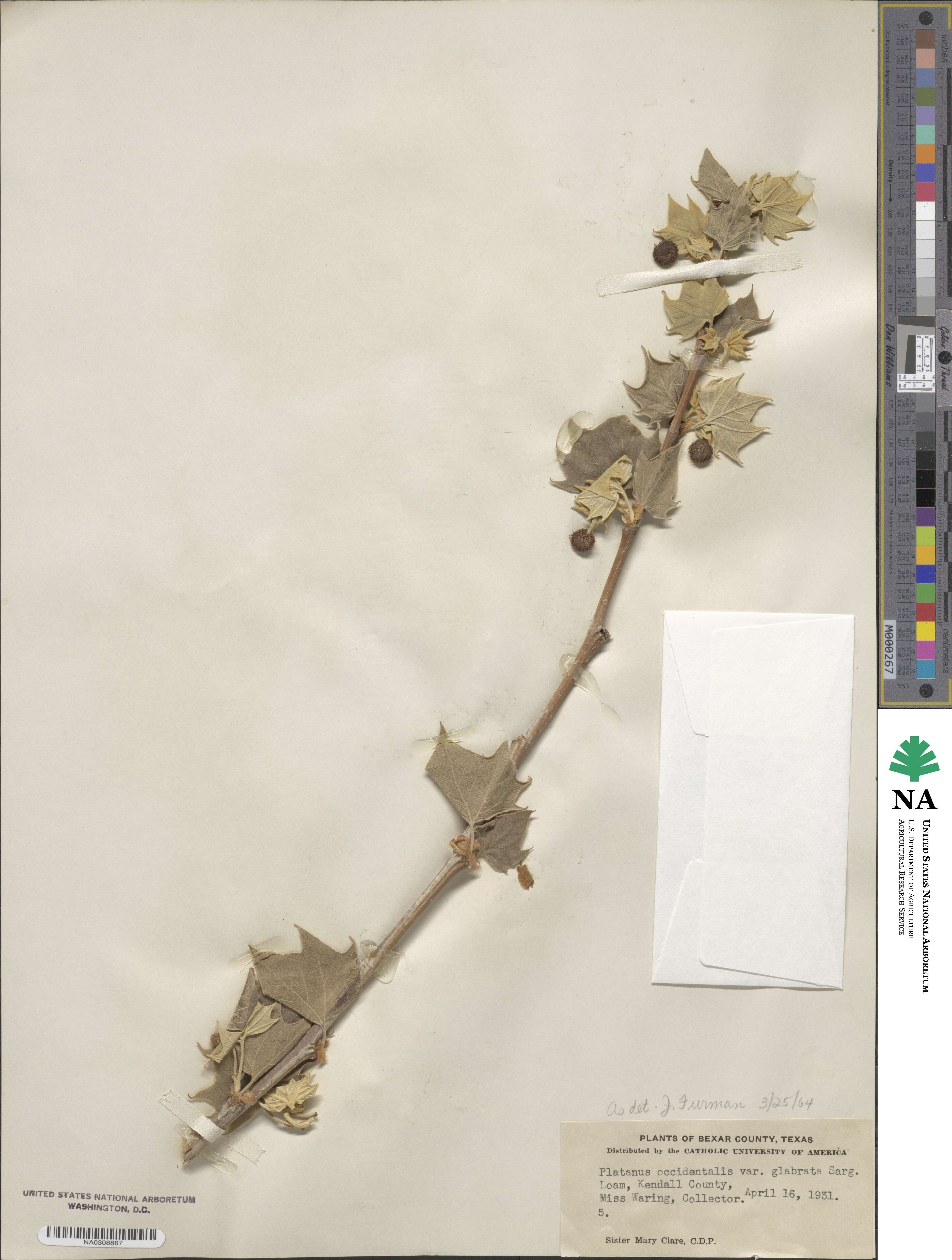 Platanus occidentalis image