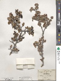 Malacomeles denticulata image