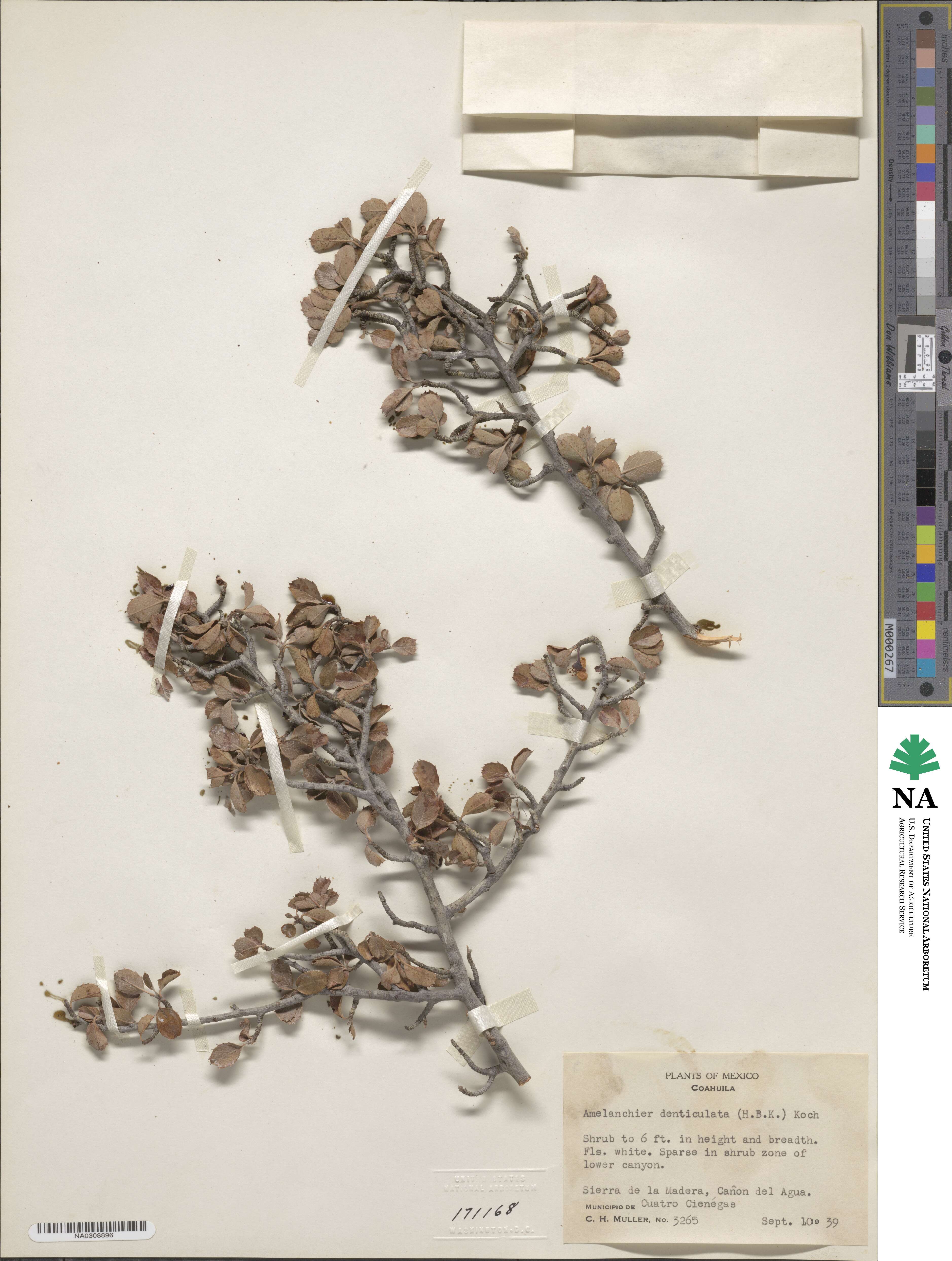 Malacomeles denticulata image