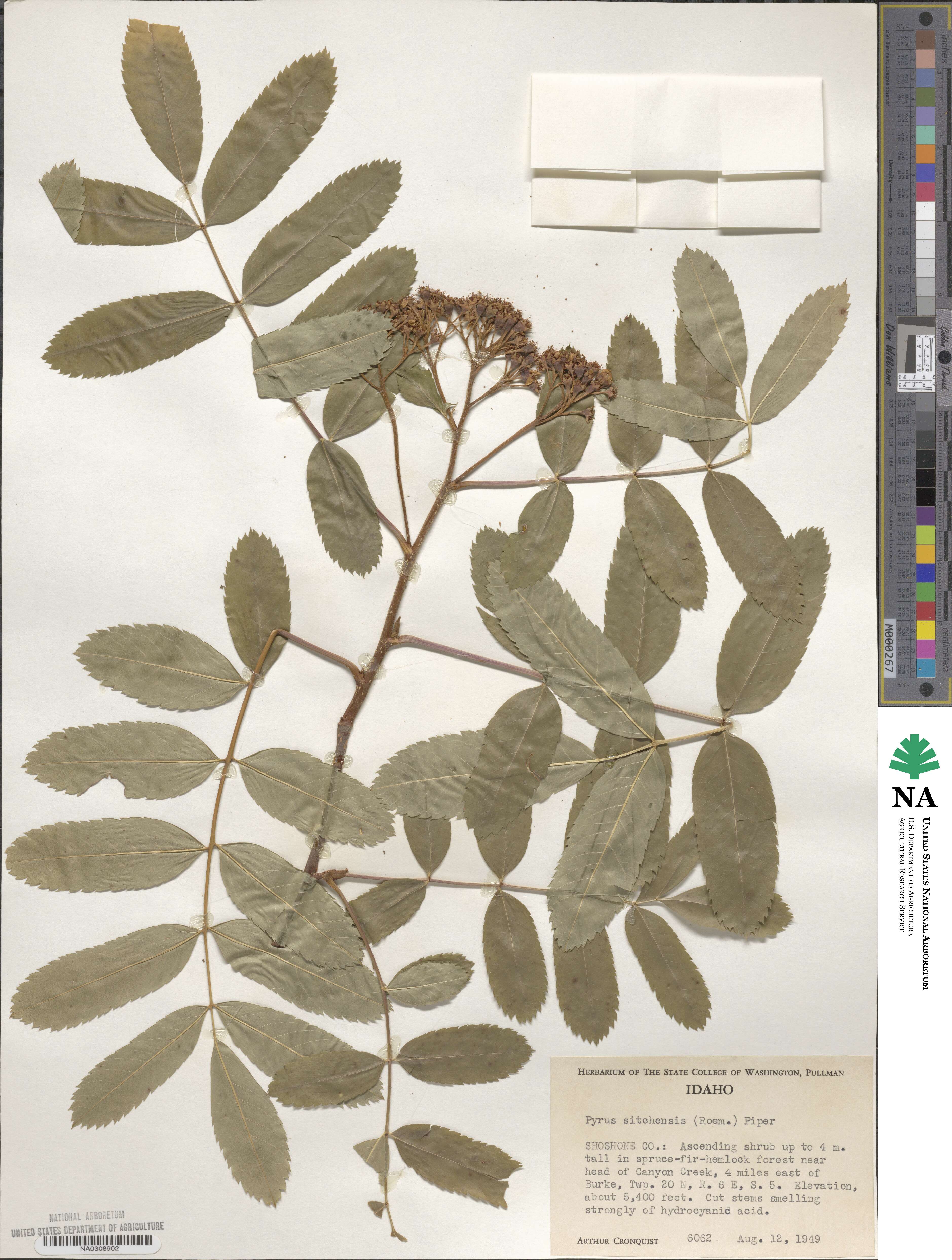 Sorbus sitchensis image