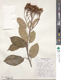 Photinia serratifolia image