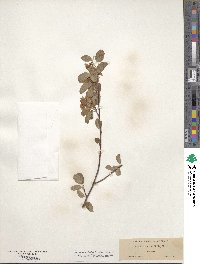 Amelanchier alnifolia image