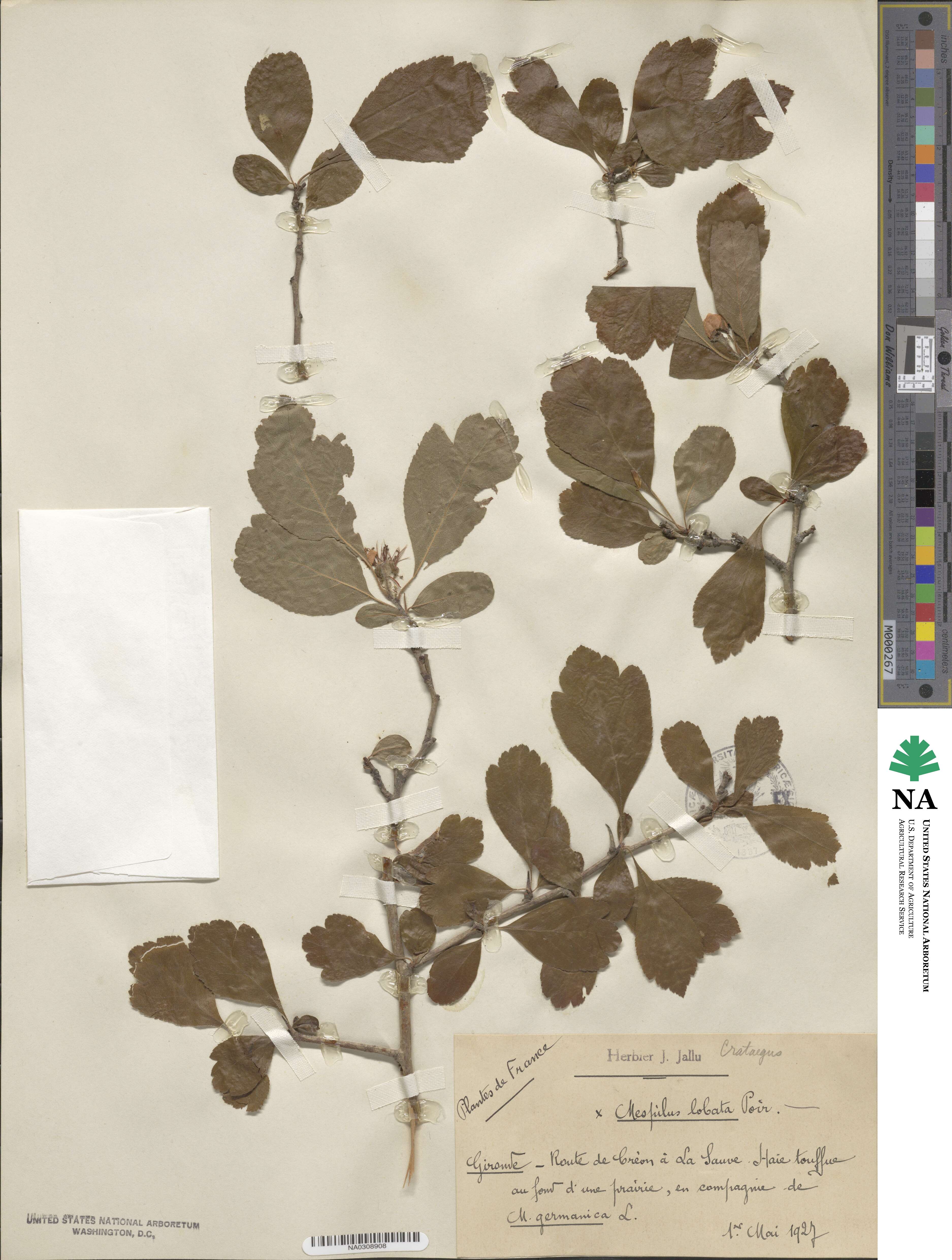 Crataegus punctata image