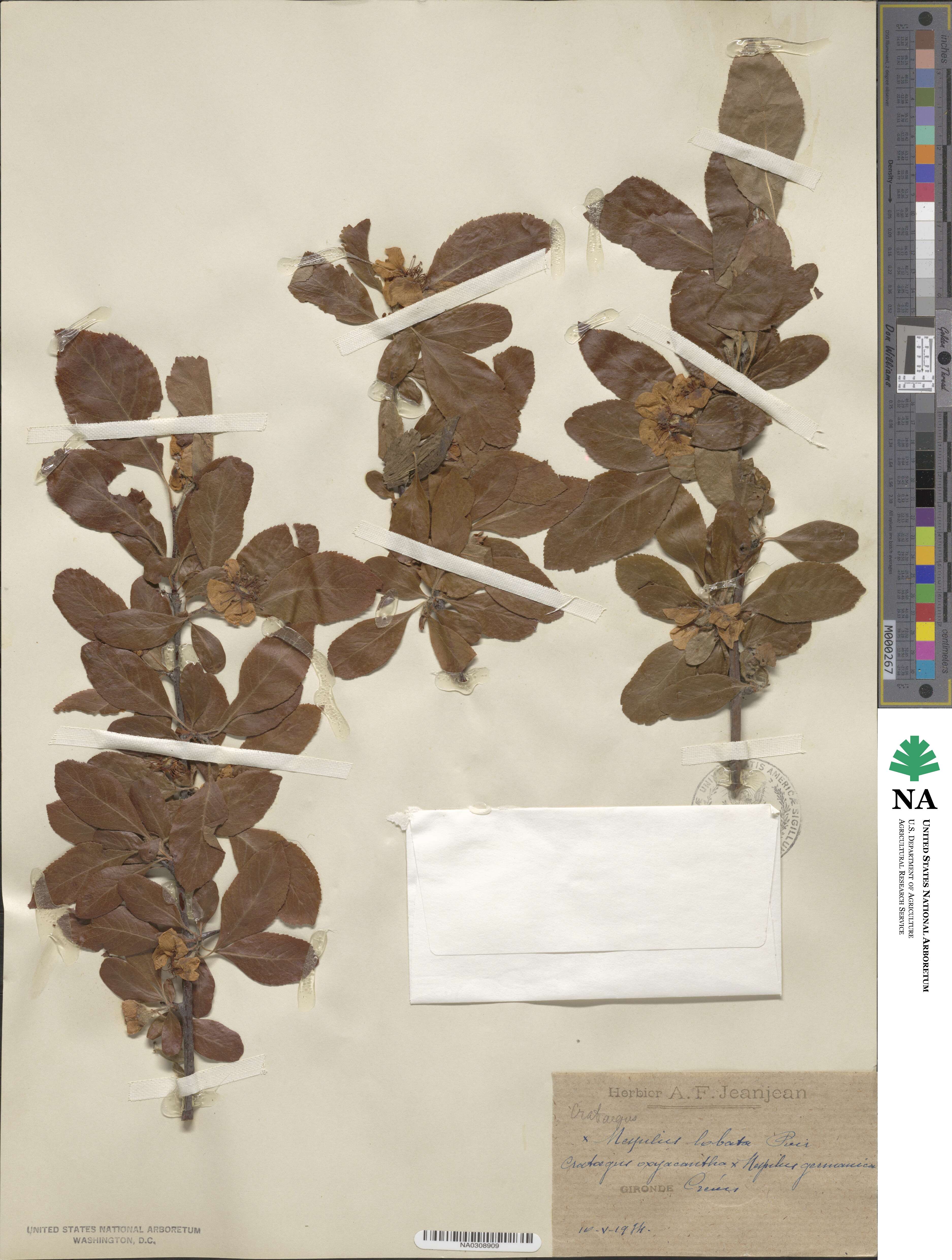 Crataegus punctata image