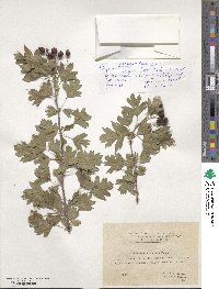 Crataegus pseudoheterophylla image