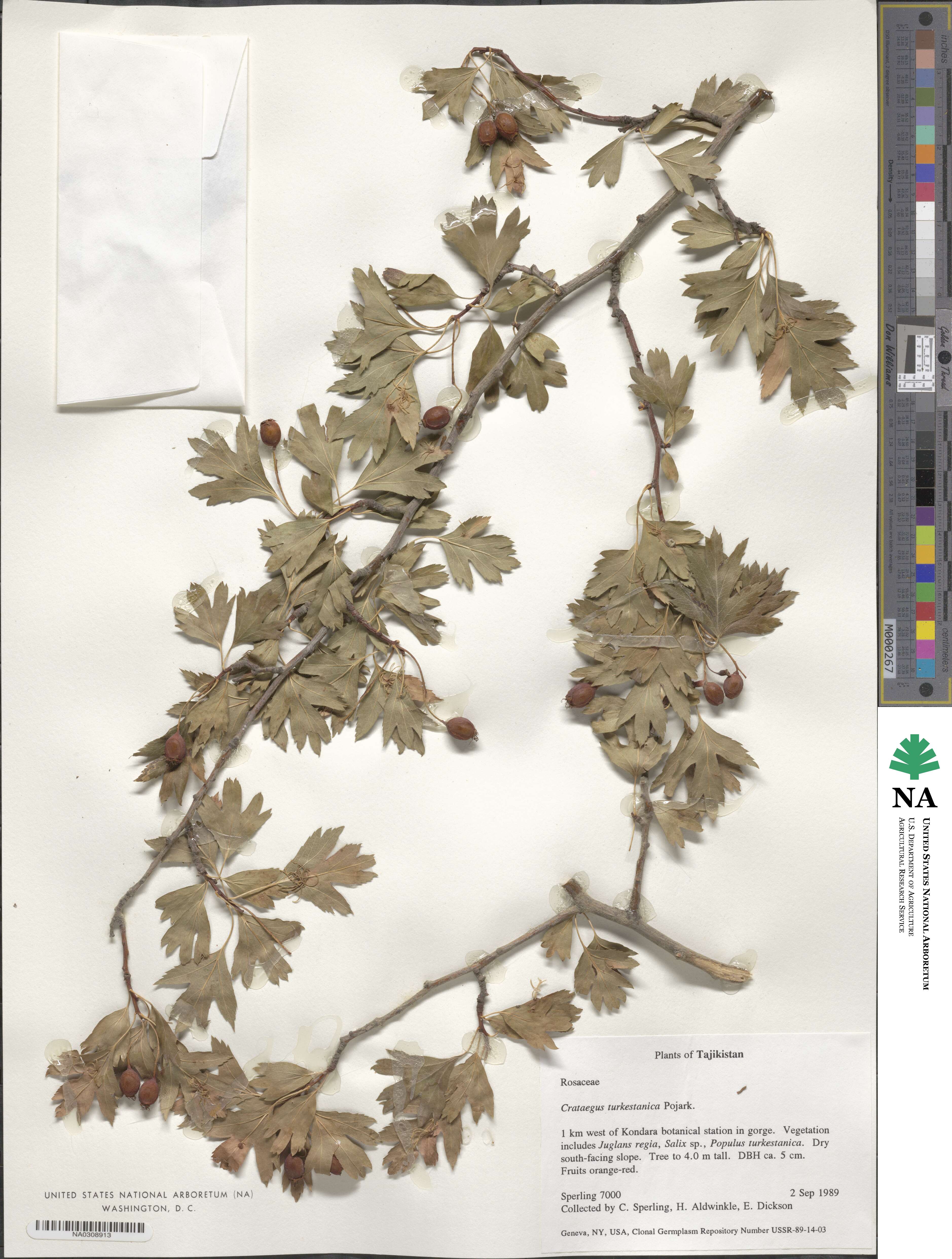 Crataegus pseudoheterophylla image