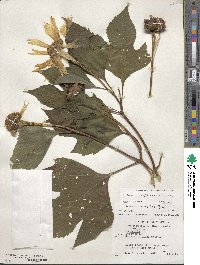 Image of Tithonia diversifolia